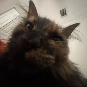 Meet your Posher, Syrup